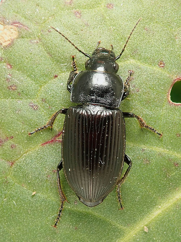 Carabidae da identificare: Anisodactylus signatus